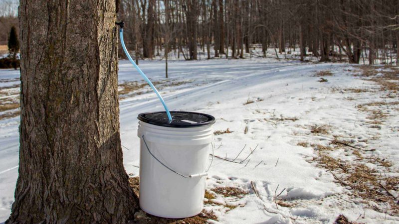 maple sap tap feeding into bucket
