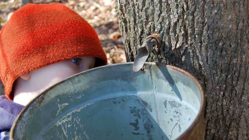 young child waiting for maple sap to drip