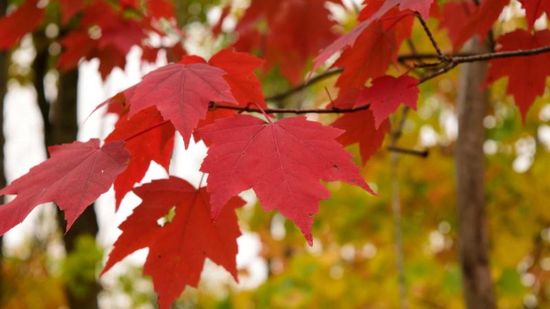 fall red maple leaves