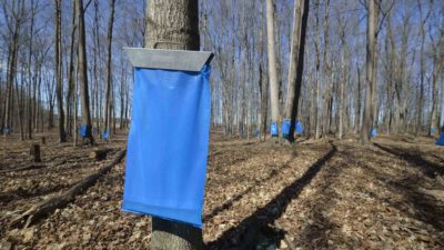 plastic bag maple sap collection system