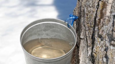 maple sap collection bucket on tree filled with sap