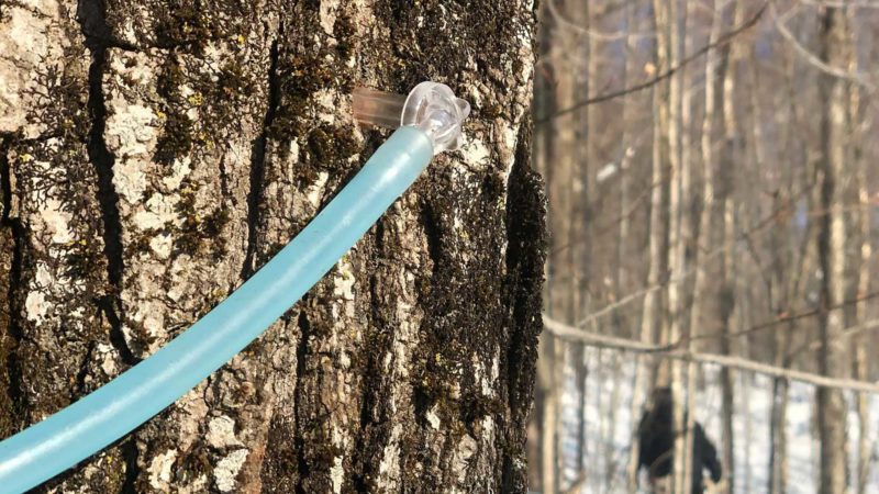 maple sap tap in tree
