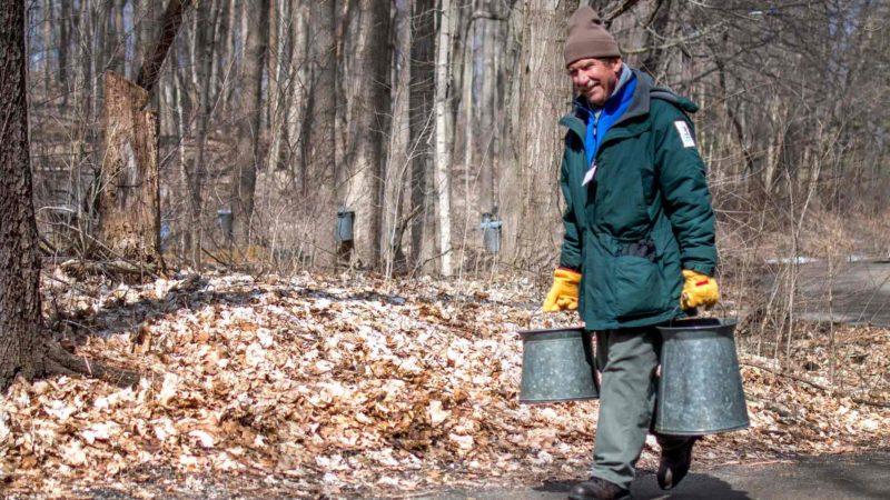 man carrying maple sap buckets