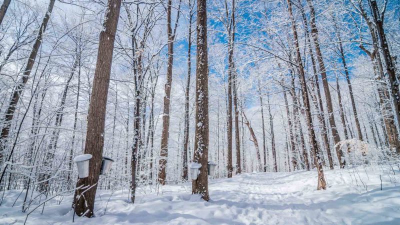 buckets on maple trees collecting sap