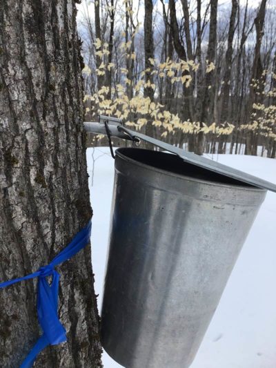blue marking ribbon identifying maple tree to tap