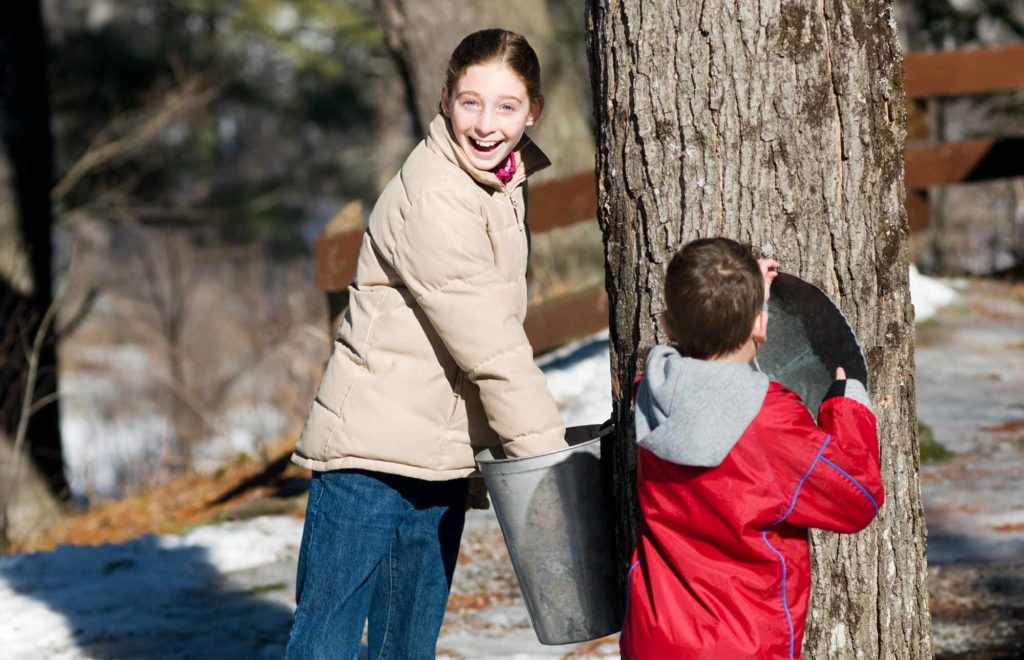 kids collecting sap