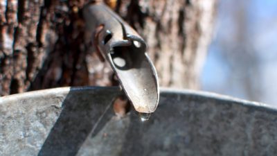 spile with sap dripping